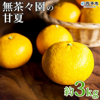 <無茶々園の甘夏 約3kg> 果物 あまなつ みかん ミカン 蜜柑 柑橘 フルーツ