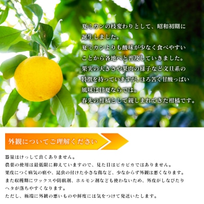 <無茶々園の甘夏 約3kg> 果物 あまなつ みかん ミカン 蜜柑 柑橘 フルーツ