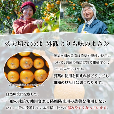 <無茶々園の甘夏 約3kg> 果物 あまなつ みかん ミカン 蜜柑 柑橘 フルーツ