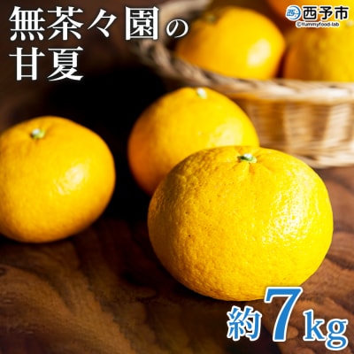 【先行受付】<無茶々園の甘夏 約7kg>  みかん ミカン 蜜柑 柑橘 フルーツ 期間限定