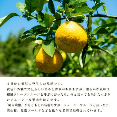 【先行受付】<無茶々園のジューシーフルーツ(河内晩柑)7kg>　果物　フルーツ　柑橘　愛媛　期間限定