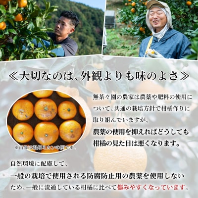 【先行受付】<無茶々園のジューシーフルーツ(河内晩柑)7kg>　果物　フルーツ　柑橘　愛媛　期間限定
