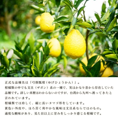 無茶々園のひょう柑 3kg 果物 みかん ミカン 蜜柑 柑橘 フルーツ
