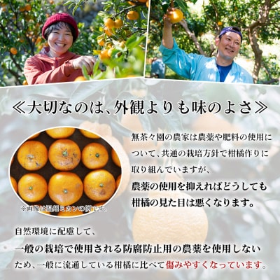 無茶々園のひょう柑 3kg 果物 みかん ミカン 蜜柑 柑橘 フルーツ