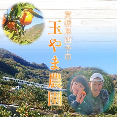 玉やま農園直送　温州みかん5kg　訳あり、家庭用