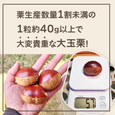とっても大きい!プレミア生栗4Lサイズ(1キロ)