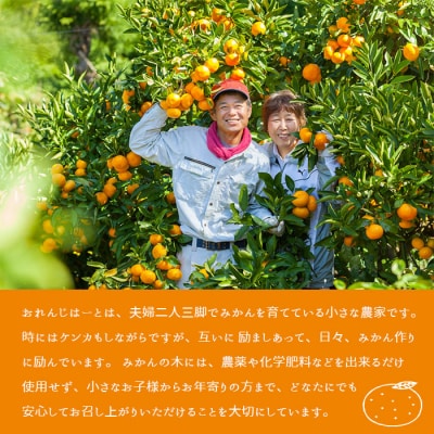 先行予約 <温州みかん 約10kg>  柑橘 みかん ミカン 蜜柑 果物 くだもの 