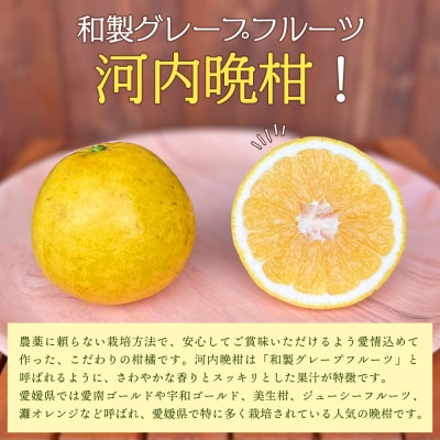 【先行受付】「4月発送」旬をお届け!河内晩柑 ANS0020 ミカン 蜜柑 果物 柑橘類 果実 