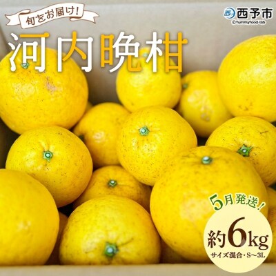 【先行受付】「5月発送」旬をお届け!河内晩柑 ANS0021 ミカン 蜜柑 果物 柑橘類 果実 