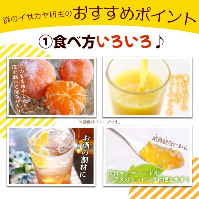 【先行受付】「5月発送」旬をお届け!河内晩柑 ANS0021 ミカン 蜜柑 果物 柑橘類 果実 