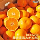 浅井果樹園直送　西宇和産温州みかん5kg　早生(数量限定)
