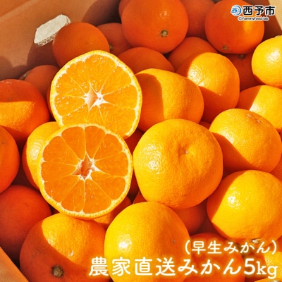 浅井果樹園直送　西宇和産温州みかん5kg　早生(数量限定)