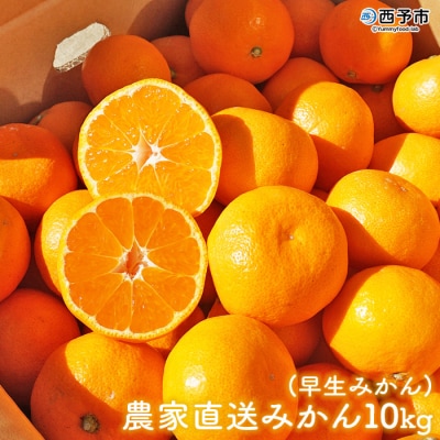 浅井果樹園直送　西宇和産温州みかん10kg　早生(数量限定)