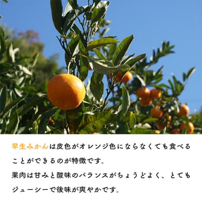 浅井果樹園直送　西宇和産温州みかん10kg　早生(数量限定)