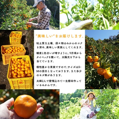 浅井果樹園直送　西宇和産温州みかん10kg　早生(数量限定)