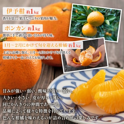 【先行受付】<無茶々園柑橘セット 約3kg(1～2月)> フルーツ くだもの 伊予柑 いよかん 