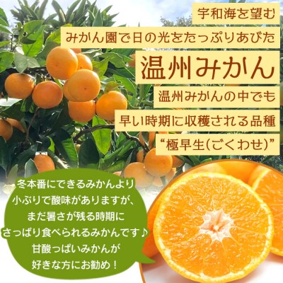 でん助農園の温州みかん(極早生)　ご家庭用　10kg
