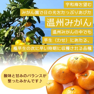 でん助農園の温州みかん(早生)　ご家庭用　10kg