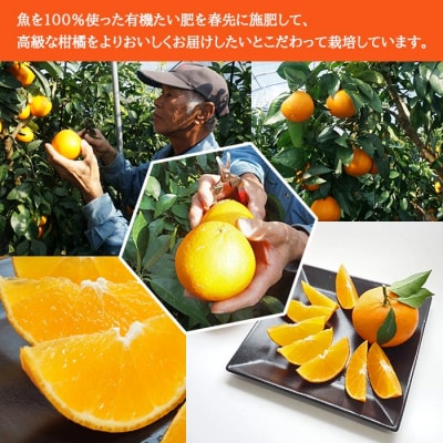 山徳農園「まどんな」4kg(数量限定)