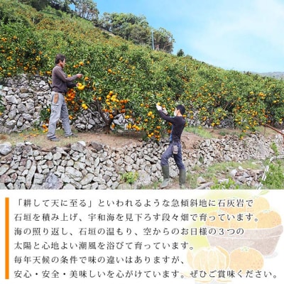 夕焼け山農園　愛媛県西予市産柑橘詰め合わせ　5kg