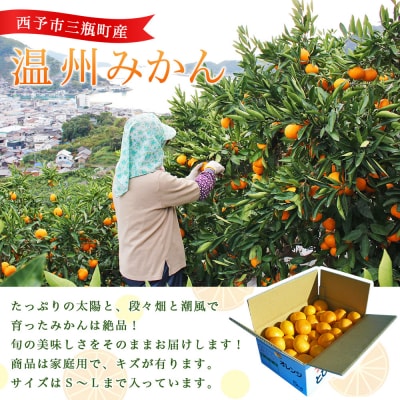 とびっきりの愛媛片山果樹園　温州みかん5kg(家庭用大小混合)