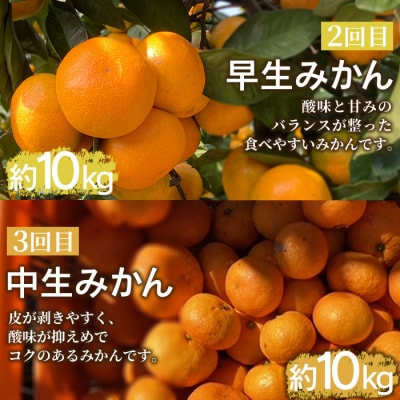 でん助農園の温州みかんリレー　ご家庭用　3回定期便(極早生・早生・中生)