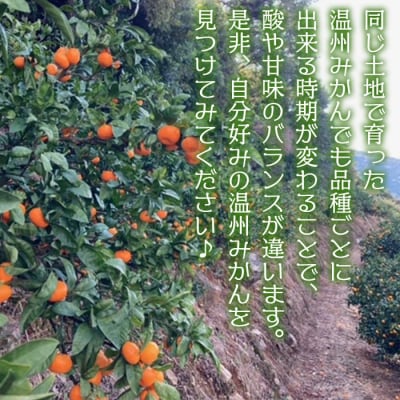 でん助農園の温州みかんリレー　ご家庭用　3回定期便(極早生・早生・中生)