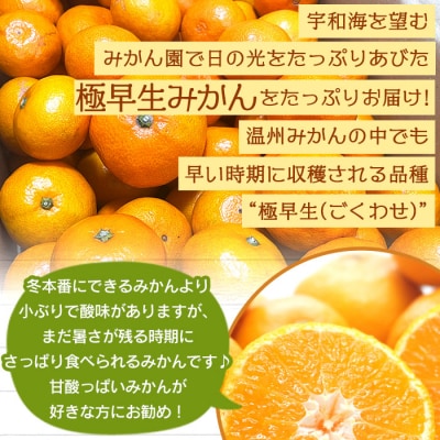 でん助農園の温州みかん(極早生)　訳あり　10kg