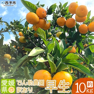 でん助農園の温州みかん(早生) 訳あり 10kg 愛媛 えひめ