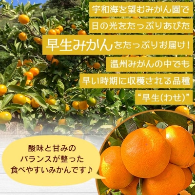 でん助農園の温州みかん(早生)　訳あり　10kg　愛媛　えひめ