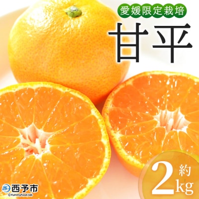 <おはこやがつくる 甘平 約2kg(L～3Lサイズ)> 果物 フルーツ 柑橘類 かんぺい カンペイ 