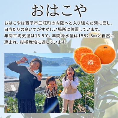 <おはこやがつくる 甘平 約2kg(L～3Lサイズ)> 果物 フルーツ 柑橘類 かんぺい カンペイ 