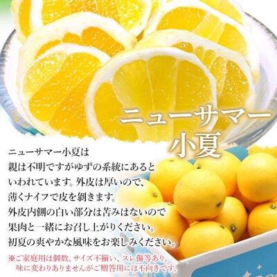 <ニューサマー小夏　ご家庭用4kg>　柑橘　果実　果物　フルーツ　特産品　愛媛　西予
