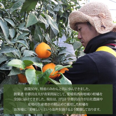 <ニューサマー小夏　ご家庭用4kg>　柑橘　果実　果物　フルーツ　特産品　愛媛　西予