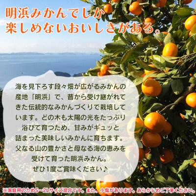 天晴まどんな(愛媛果試28号)ご家庭用 約3kg