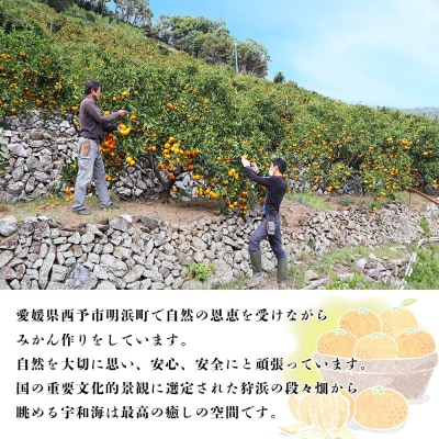 夕焼け山農園　愛媛県西予市産　温州みかん　家庭用　3kg(南柑20号)