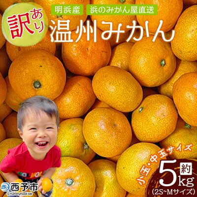 浜のみかん屋直送 温州みかん　訳あり　5キロ　小・中玉(2S～M)