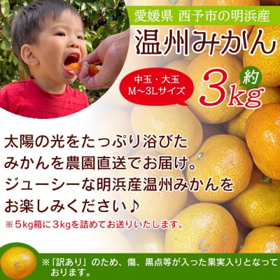 浜のみかん屋直送 温州みかん　訳あり　3キロ　中・大玉(M～3L)