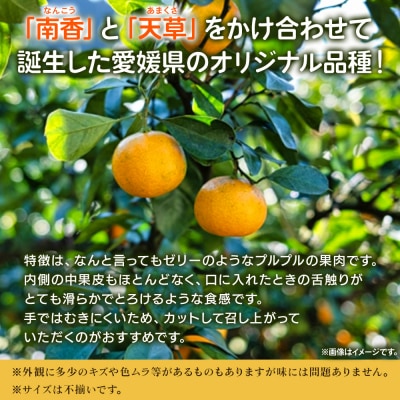 【柑橘園　柴田】愛媛果試28号 家庭用 5kg
