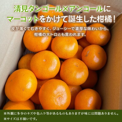 【柑橘園　柴田】せとか 家庭用 3kg