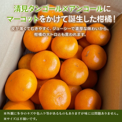 【柑橘園　柴田】せとか 家庭用 10kg