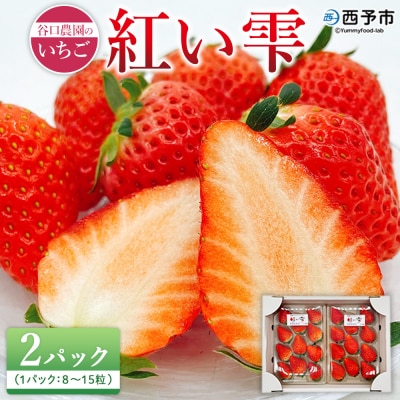 2025年発送<谷口農園のいちご「紅い雫」約500g(約250g×2パック)西予市 宇和町産> イチ