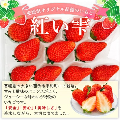 2025年発送<谷口農園のいちご「紅い雫」約500g(約250g×2パック)西予市 宇和町産> イチ