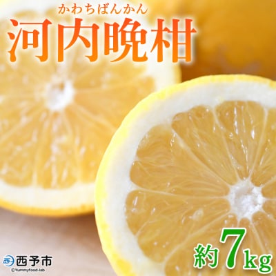 河内晩柑 約7kg> 果物 くだもの みかん ミカン 柑橘 フルーツ