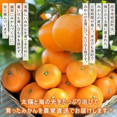 明浜産 温州みかん 約5kg 贈答用