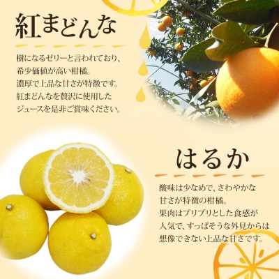 <紅まどんなとはるかジュース 720ml×2本セット> 果汁100% ストレートジュース 