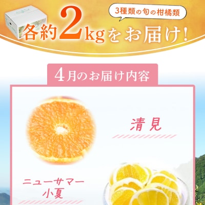 4月発送!旬の柑橘 詰め合わせセット 3種×各2kg