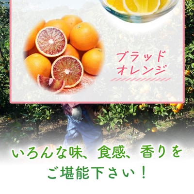 4月発送!旬の柑橘 詰め合わせセット 3種×各2kg