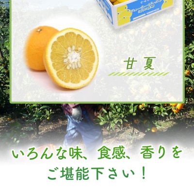 5月発送!旬の柑橘 詰め合わせセット 3種×各2kg