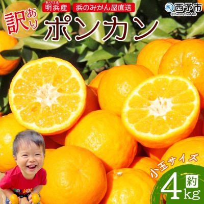 明浜産 浜のみかん屋直送 ポンカン 小玉 4kg